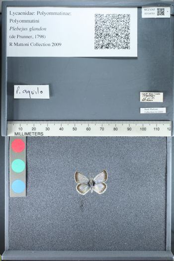 Media type: image;   Entomology 154761